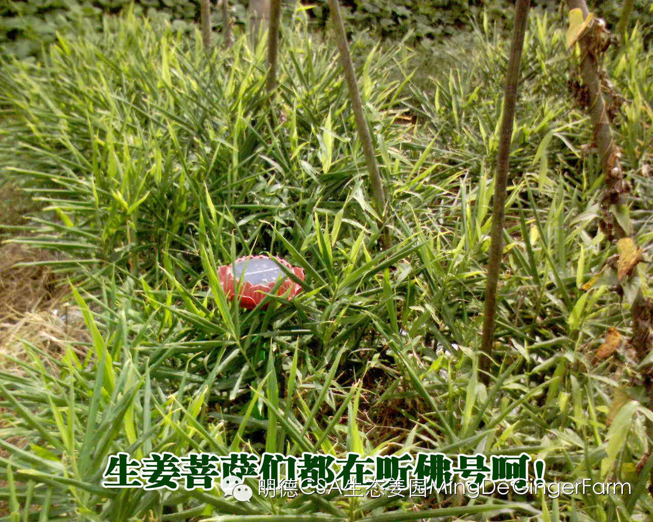 明德生态姜园2015年CSA会员有机生态鲜姜认购份额  （1月版）