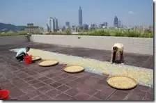 [姜的应用分享] 姜粉制作与使用方法及用姜粉刷牙