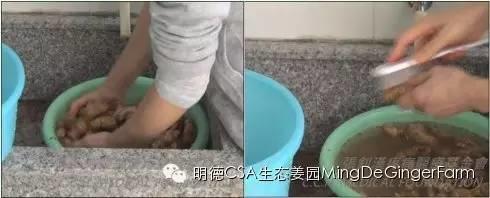 [姜的应用分享] 姜粉制作与使用方法及用姜粉刷牙