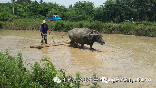 明德生态姜园：CSA+O2O