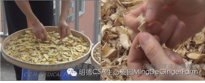 [姜的应用分享] 姜粉制作与使用方法及用姜粉刷牙