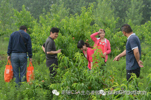 明德生态姜园：CSA+O2O