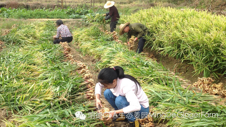 CSA社区支持农业