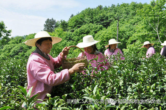明德生态姜园：CSA+O2O