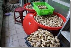 [姜的应用分享] 姜粉制作与使用方法及用姜粉刷牙