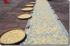 [姜的应用分享] 姜粉制作与使用方法及用姜粉刷牙