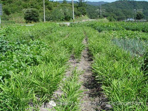 明德生态姜园：CSA+O2O