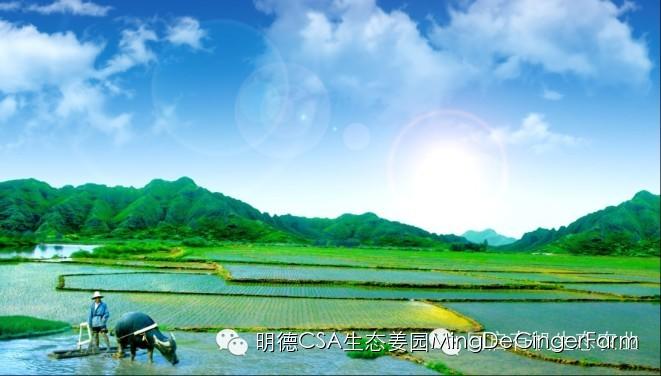 明德生态姜园：CSA+O2O