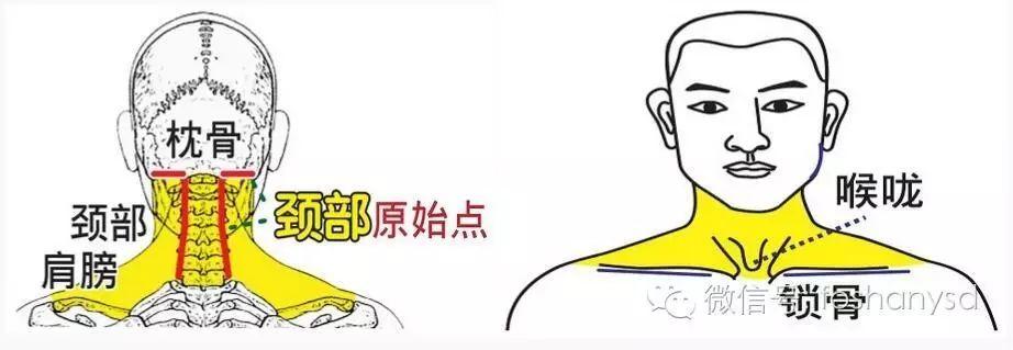各部位原始点位置及其涵盖范围(头部 颈部)