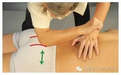 各部位原始点位置及其涵盖范围 (肩部 荐椎部)