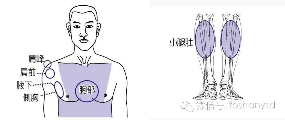 各部位原始点位置及其涵盖范围 (上下背部)
