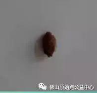 本中心学员花开深圳,原始点调理,先后自然排出肾结石 本中心学员花开深圳,原始点调理,先后自然排出肾结石