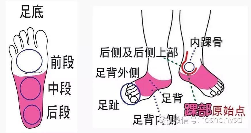 各部位原始点位置及其涵盖范围(臀部 踝部)