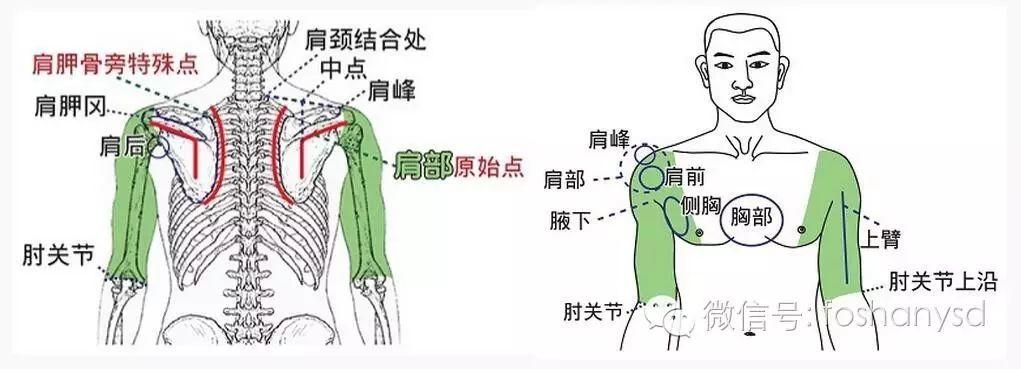 各部位原始点位置及其涵盖范围 (肩部 荐椎部)