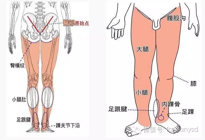 各部位原始点位置及其涵盖范围(臀部 踝部)