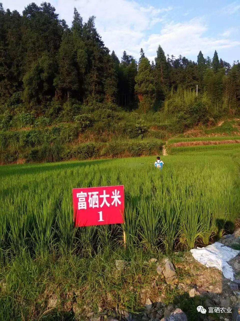 【富硒农业】发展富硒水稻产业,助力农民增收、农业增效、人民增寿-七不姜 生姜养生网-明德CSA生态姜园&明安农业