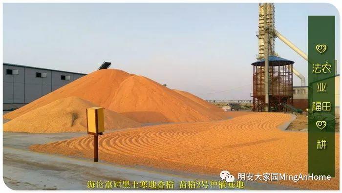 心法农业硒都海伦黑土寒地香稻七不水稻大米开售了! 寒地世界顶级品种 首创 心法农业 福田心耕恭献 心法农业硒都海伦黑土寒地香稻七不水稻大米开售了! 寒地世界顶级品种 首创 心法农业 福田心耕恭献