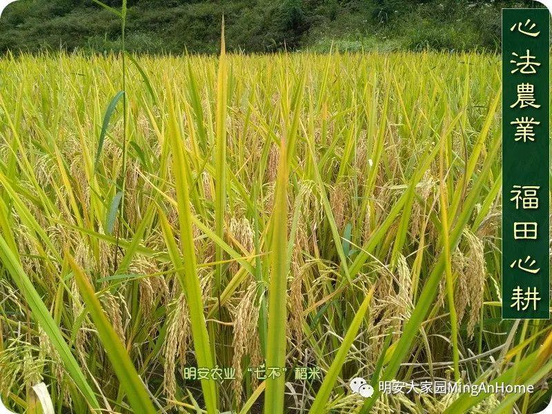 心法农业硒都海伦黑土寒地香稻七不水稻大米开售了! 寒地世界顶级品种 首创 心法农业 福田心耕恭献 心法农业硒都海伦黑土寒地香稻七不水稻大米开售了! 寒地世界顶级品种 首创 心法农业 福田心耕恭献