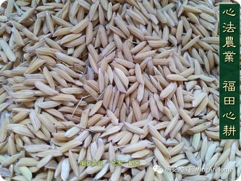心法农业硒都海伦黑土寒地香稻七不水稻大米开售了! 寒地世界顶级品种 首创 心法农业 福田心耕恭献 心法农业硒都海伦黑土寒地香稻七不水稻大米开售了! 寒地世界顶级品种 首创 心法农业 福田心耕恭献