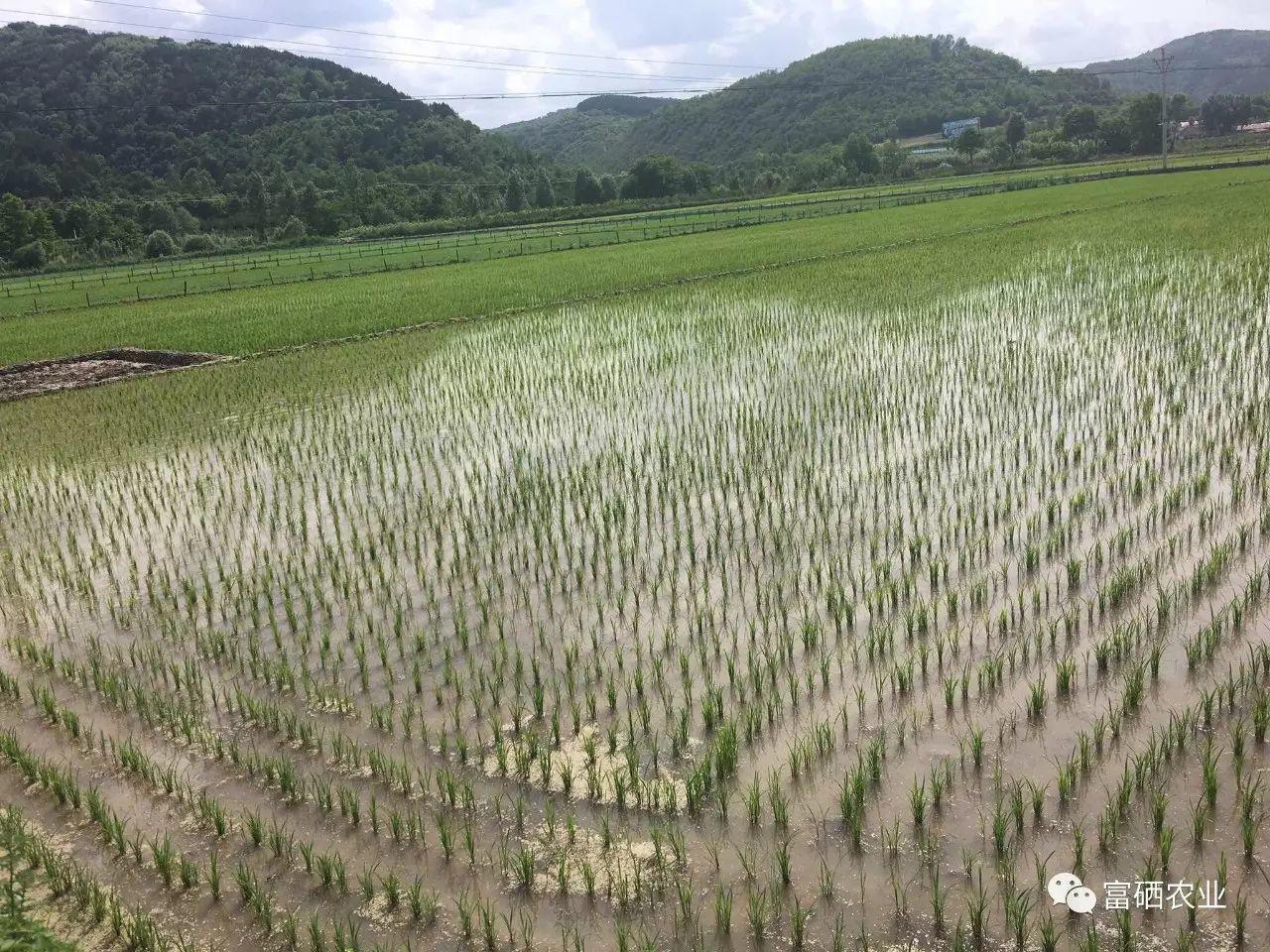 【富硒农业】发展富硒水稻产业，助力农民增收、农业增效、人民增寿