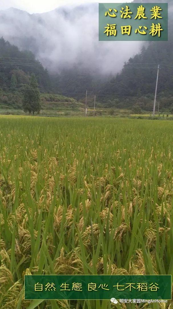 心法农业硒都海伦黑土寒地香稻七不水稻大米开售了! 寒地世界顶级品种 首创 心法农业 福田心耕恭献 心法农业硒都海伦黑土寒地香稻七不水稻大米开售了! 寒地世界顶级品种 首创 心法农业 福田心耕恭献