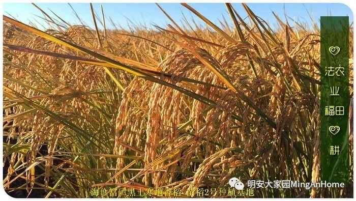 心法农业硒都海伦黑土寒地香稻七不水稻大米开售了! 寒地世界顶级品种 首创 心法农业 福田心耕恭献 心法农业硒都海伦黑土寒地香稻七不水稻大米开售了! 寒地世界顶级品种 首创 心法农业 福田心耕恭献