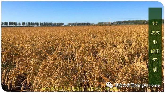 CSA委托七不种植 黑龙江硒都海伦 水稻土地配送份额1分-1亩 寒地世界顶级品种苗稻2号 2019年CSA土地份额认购 CSA委托七不种植 黑龙江硒都海伦 水稻土地配送份额1分-1亩 寒地世界顶级品种苗稻2号 2019年CSA土地份额认购