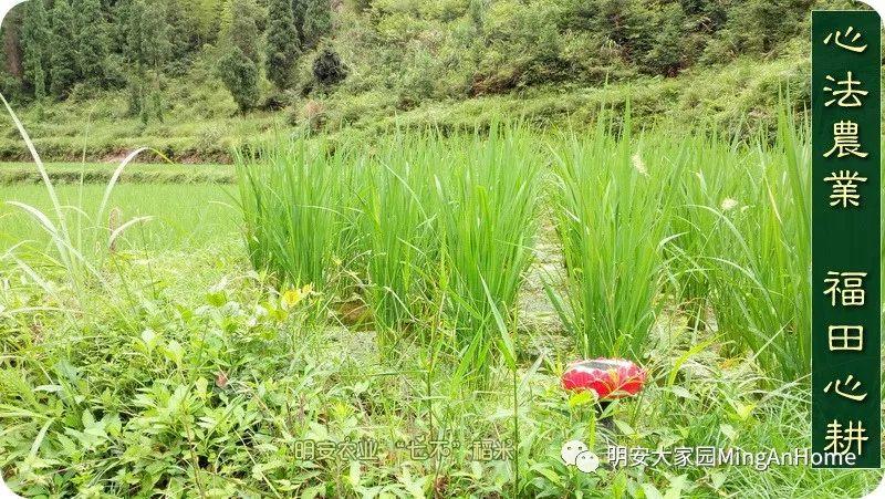 心法农业硒都海伦黑土寒地香稻七不水稻大米开售了! 寒地世界顶级品种 首创 心法农业 福田心耕恭献 心法农业硒都海伦黑土寒地香稻七不水稻大米开售了! 寒地世界顶级品种 首创 心法农业 福田心耕恭献