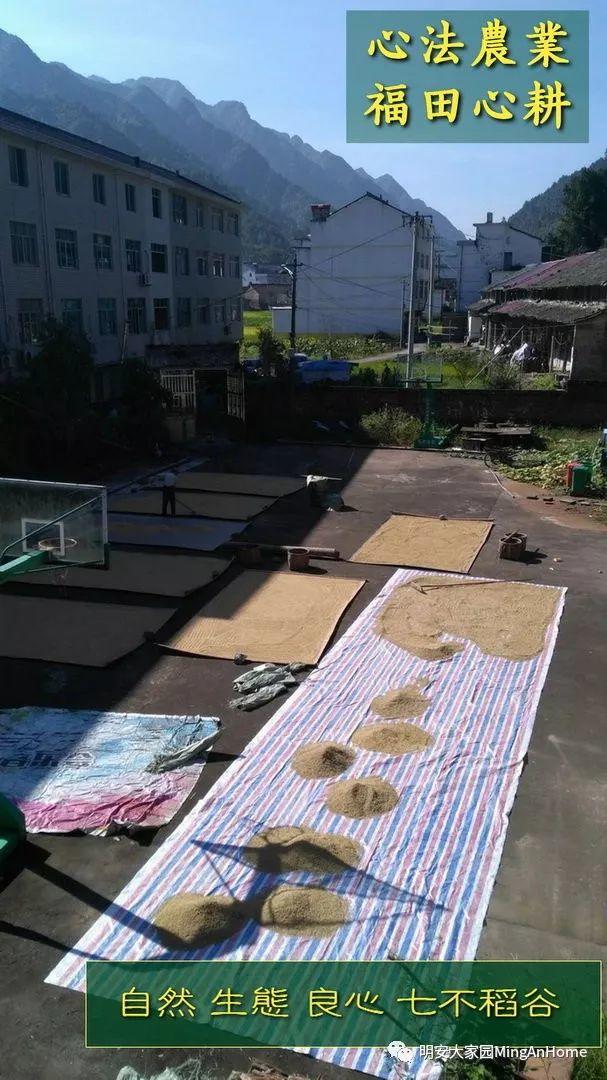听佛号七不富硒香稻米 心法农业硒都海伦黑土寒地香稻七不水稻大米开售了！ 寒地世界顶级品种 首创 心法农业 福田心耕恭献茁壮成长