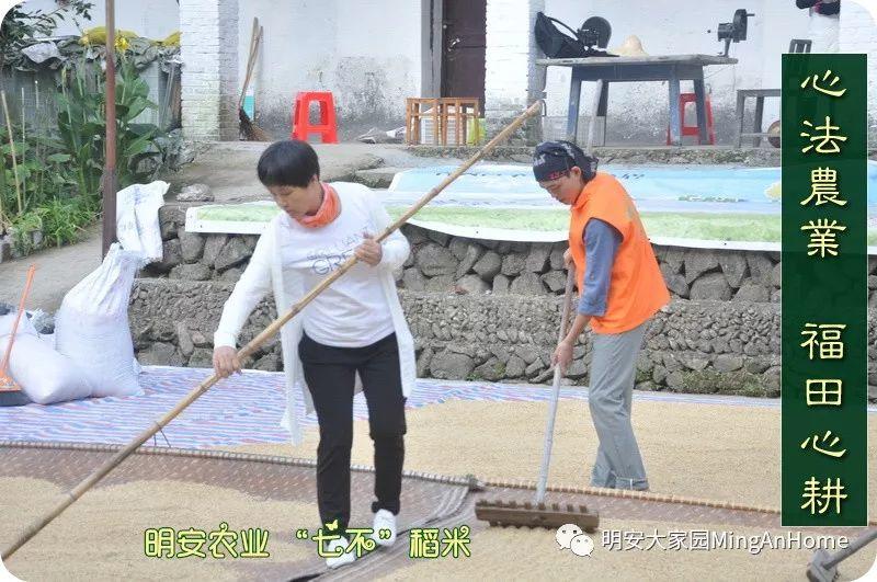 听佛号七不富硒香稻米 心法农业硒都海伦黑土寒地香稻七不水稻大米开售了! 寒地世界顶级品种 首创 心法农业 福田心耕恭献茁壮成长 听佛号七不富硒香稻米 心法农业硒都海伦黑土寒地香稻七不水稻大米开售了! 寒地世界顶级品种 首创 心法农业 福田心耕恭献茁壮成长