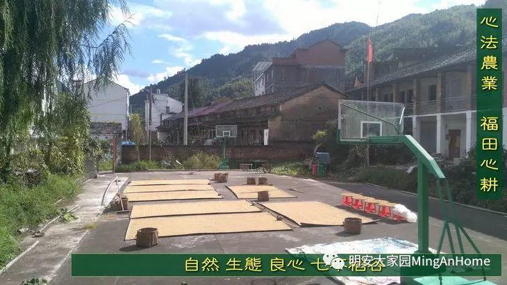 听佛号七不富硒香稻米 心法农业硒都海伦黑土寒地香稻七不水稻大米开售了！ 寒地世界顶级品种 首创 心法农业 福田心耕恭献茁壮成长