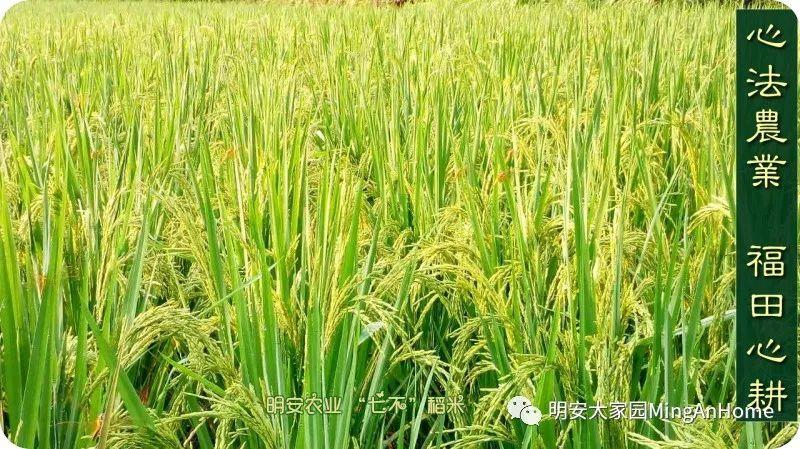 听佛号七不富硒香稻米 心法农业硒都海伦黑土寒地香稻七不水稻大米开售了！ 寒地世界顶级品种 首创 心法农业 福田心耕恭献茁壮成长