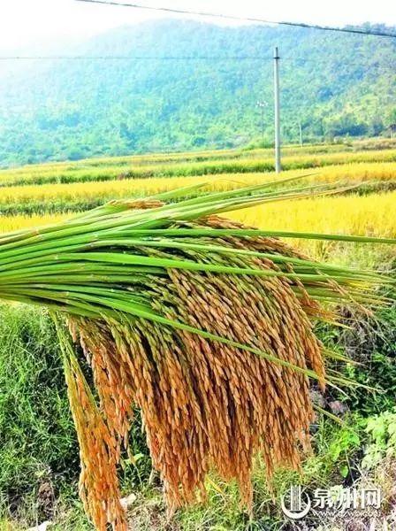 奇!南安400多亩水稻听大悲咒等音乐增产15% 奇!南安400多亩水稻听大悲咒等音乐增产15%