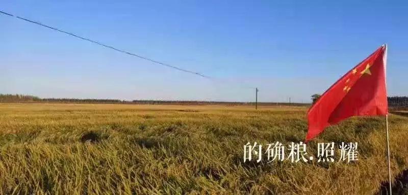 的确粮招募健康事业合伙人,无需投资 的确粮招募健康事业合伙人,无需投资
