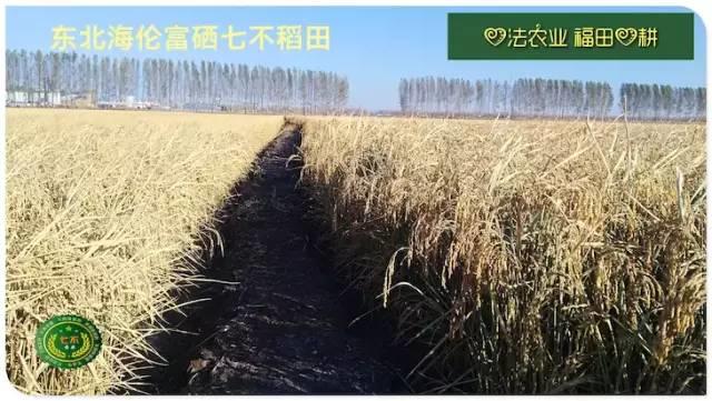 听佛号的东北富硒大米 上市了！2019七不海伦富硒大米 东北大米 硒都海伦黑土寒地香稻 七不水稻大米 心法农业 福田心耕恭献