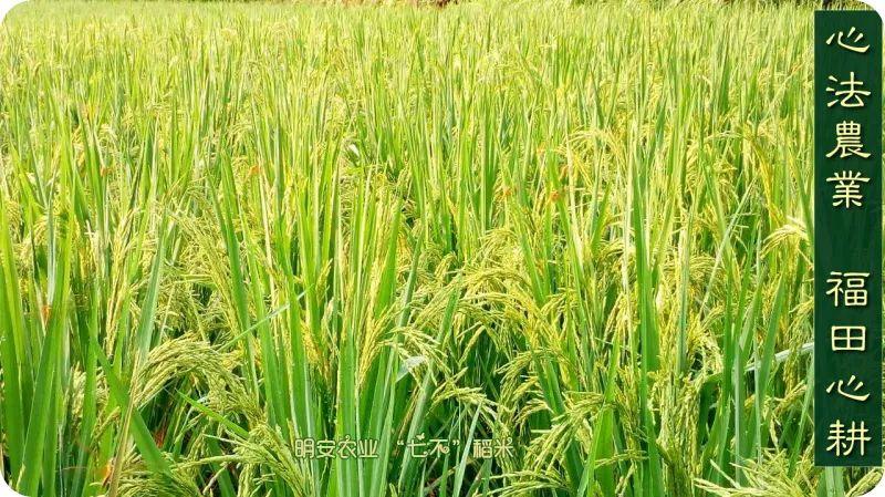 听佛号的东北富硒大米 上市了!2019七不海伦富硒大米 东北大米 硒都海伦黑土寒地香稻 七不水稻大米 心法农业 福田心耕恭献 听佛号的东北富硒大米 上市了!2019七不海伦富硒大米 东北大米 硒都海伦黑土寒地香稻 七不水稻大米 心法农业 福田心耕恭献
