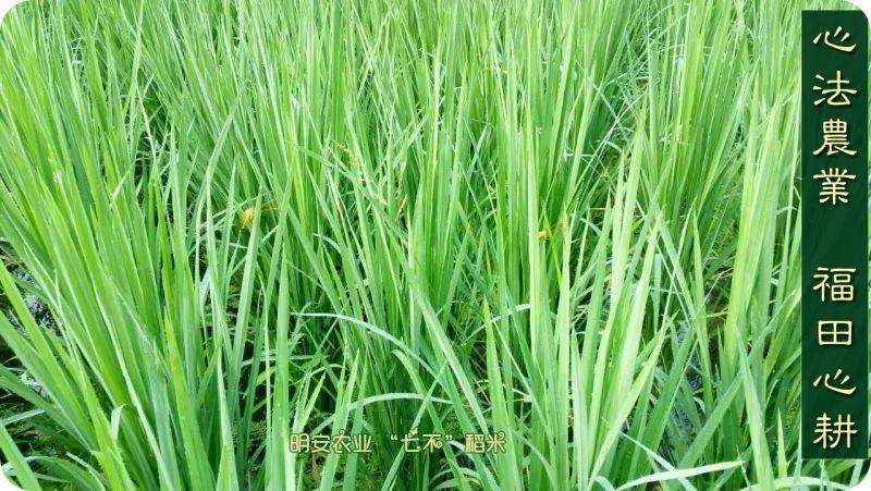 听佛号的东北富硒大米 上市了!2019七不海伦富硒大米 东北大米 硒都海伦黑土寒地香稻 七不水稻大米 心法农业 福田心耕恭献 听佛号的东北富硒大米 上市了!2019七不海伦富硒大米 东北大米 硒都海伦黑土寒地香稻 七不水稻大米 心法农业 福田心耕恭献