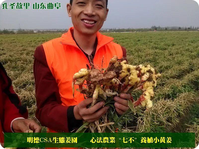 家庭特惠周期购 每月5斤 ‘七不’小黄姜生姜鲜姜原始点特供包邮 明德生态姜园心法农业恭献 家庭特惠周期购 每月5斤 ‘七不’小黄姜生姜鲜姜原始点特供包邮 明德生态姜园心法农业恭献