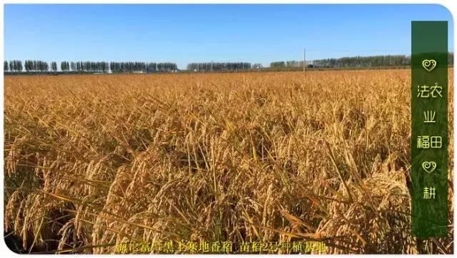 听佛号的东北富硒大米 上市了!2019七不海伦富硒大米 东北大米 硒都海伦黑土寒地香稻 七不水稻大米 心法农业 福田心耕恭献 听佛号的东北富硒大米 上市了!2019七不海伦富硒大米 东北大米 硒都海伦黑土寒地香稻 七不水稻大米 心法农业 福田心耕恭献