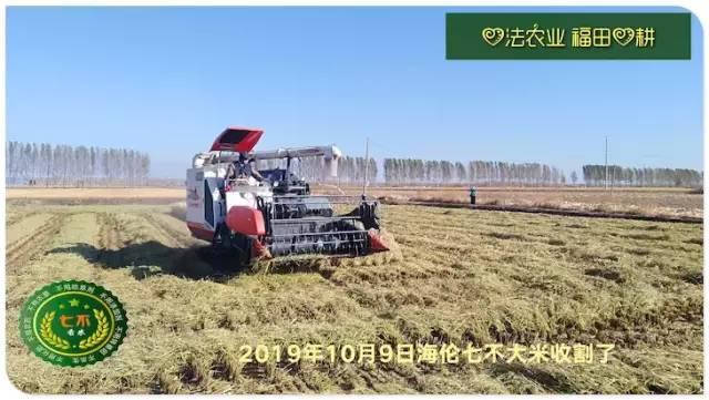 听佛号的东北富硒大米 上市了!2019七不海伦富硒大米 东北大米 硒都海伦黑土寒地香稻 七不水稻大米 心法农业 福田心耕恭献 听佛号的东北富硒大米 上市了!2019七不海伦富硒大米 东北大米 硒都海伦黑土寒地香稻 七不水稻大米 心法农业 福田心耕恭献