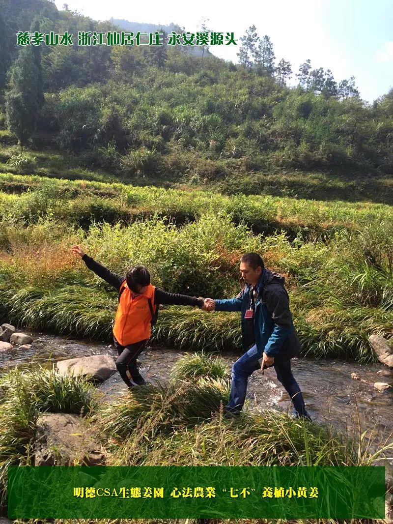 家庭特惠周期购 每月5斤 ‘七不’小黄姜生姜鲜姜原始点特供包邮 明德生态姜园心法农业恭献 家庭特惠周期购 每月5斤 ‘七不’小黄姜生姜鲜姜原始点特供包邮 明德生态姜园心法农业恭献