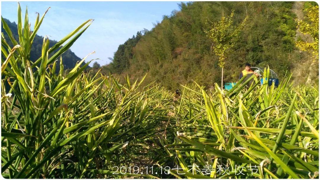 七不小黄姜秋收2019年11月18-24日 心法农业 福田心耕 原始点家人志愿者秋收感恩节