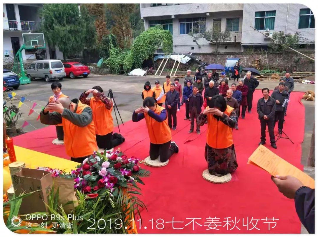 七不小黄姜秋收2019年11月18-24日 心法农业 福田心耕 原始点家人志愿者秋收感恩节