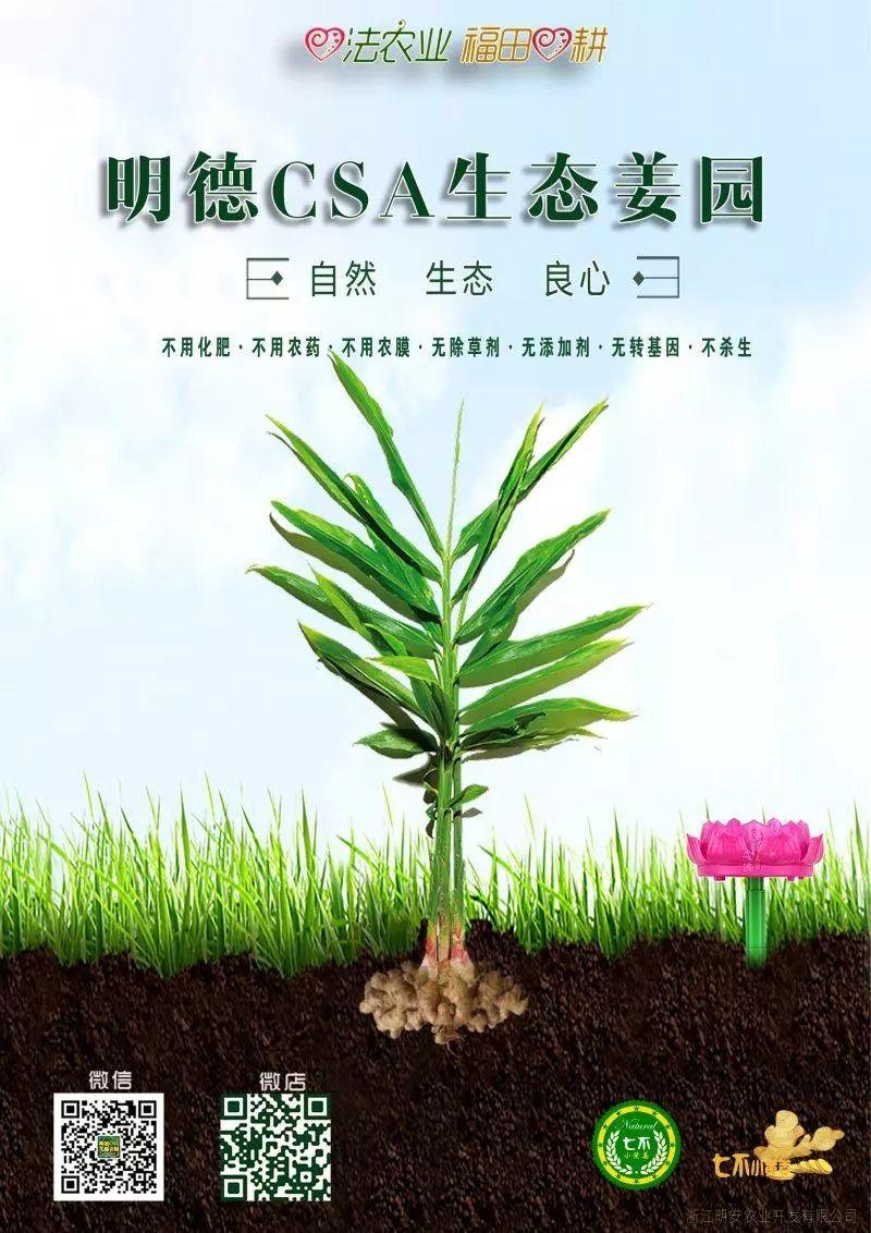 家庭特惠周期购 每月5斤 ‘七不’小黄姜生姜鲜姜原始点特供包邮 明德生态姜园心法农业恭献 家庭特惠周期购 每月5斤 ‘七不’小黄姜生姜鲜姜原始点特供包邮 明德生态姜园心法农业恭献