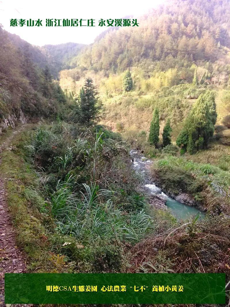 家庭特惠周期购 每月5斤 ‘七不’小黄姜生姜鲜姜原始点特供包邮 明德生态姜园心法农业恭献 家庭特惠周期购 每月5斤 ‘七不’小黄姜生姜鲜姜原始点特供包邮 明德生态姜园心法农业恭献