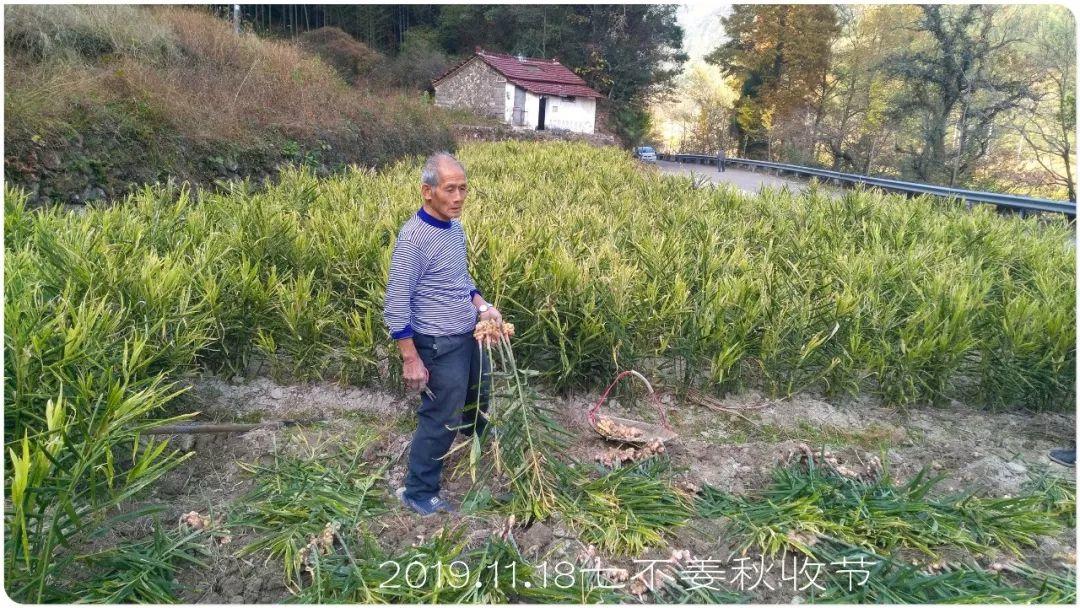 七不小黄姜秋收2019年11月18-24日 心法农业 福田心耕 原始点家人志愿者秋收感恩节