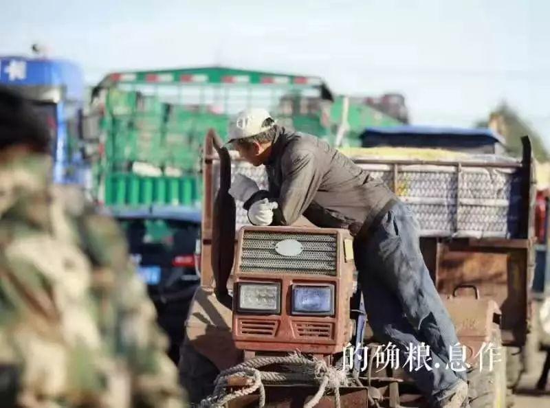 的确粮招募健康事业合伙人,无需投资 的确粮招募健康事业合伙人,无需投资