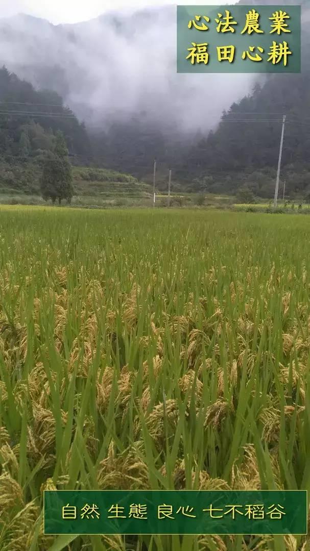 听佛号的东北富硒大米 上市了!2019七不海伦富硒大米 东北大米 硒都海伦黑土寒地香稻 七不水稻大米 心法农业 福田心耕恭献 听佛号的东北富硒大米 上市了!2019七不海伦富硒大米 东北大米 硒都海伦黑土寒地香稻 七不水稻大米 心法农业 福田心耕恭献
