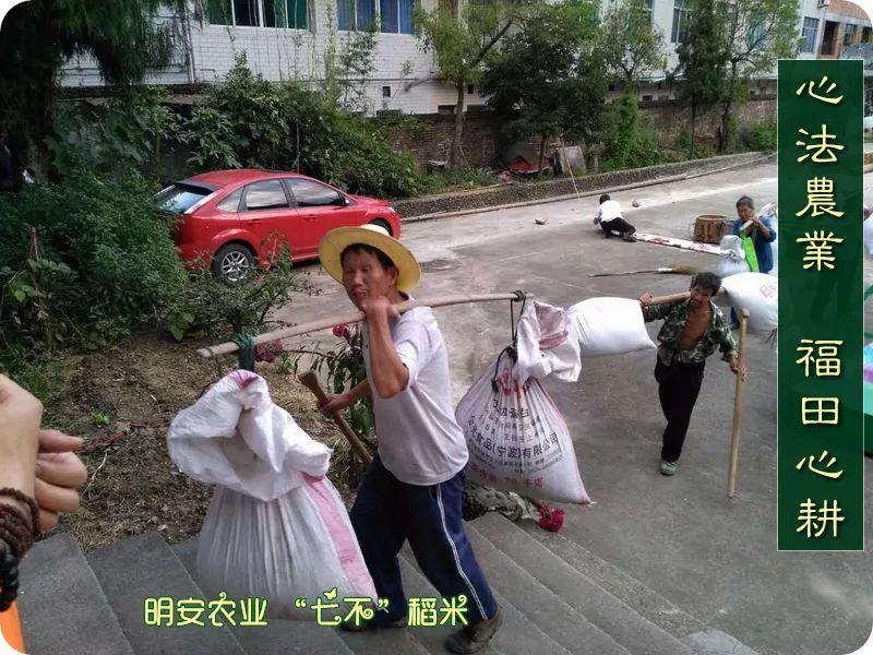 听佛号的东北富硒大米 上市了!2019七不海伦富硒大米 东北大米 硒都海伦黑土寒地香稻 七不水稻大米 心法农业 福田心耕恭献 听佛号的东北富硒大米 上市了!2019七不海伦富硒大米 东北大米 硒都海伦黑土寒地香稻 七不水稻大米 心法农业 福田心耕恭献