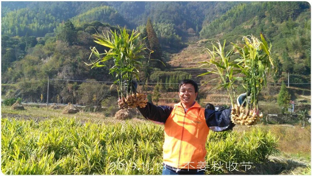 七不小黄姜秋收2019年11月18-24日 心法农业 福田心耕 原始点家人志愿者秋收感恩节